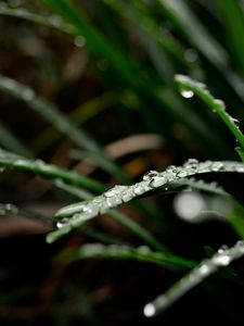 Preview wallpaper grass, drops, macro, blur, nature