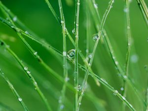 Preview wallpaper grass, drops, macro, green