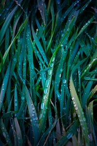 Preview wallpaper grass, drops, macro, dew