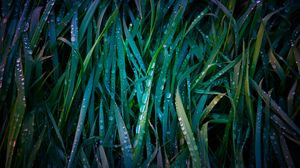 Preview wallpaper grass, drops, macro, dew