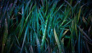 Preview wallpaper grass, drops, macro, dew