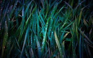 Preview wallpaper grass, drops, macro, dew