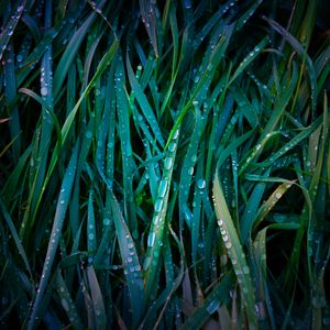 Preview wallpaper grass, drops, macro, dew