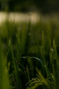 Preview wallpaper grass, drops, macro, green, field