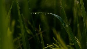 Preview wallpaper grass, drops, macro, green, field