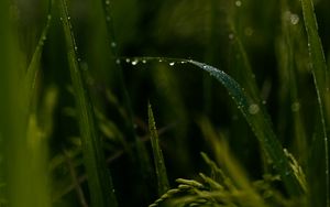 Preview wallpaper grass, drops, macro, green, field