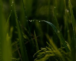 Preview wallpaper grass, drops, macro, green, field