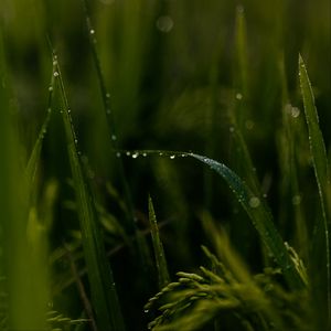 Preview wallpaper grass, drops, macro, green, field