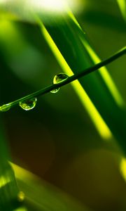 Preview wallpaper grass, drops, macro, plants