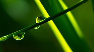 Preview wallpaper grass, drops, macro, plants