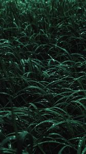 Preview wallpaper grass, drops, macro, dew, wet