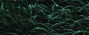 Preview wallpaper grass, drops, macro, dew, wet