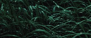 Preview wallpaper grass, drops, macro, dew, wet