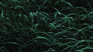Preview wallpaper grass, drops, macro, dew, wet