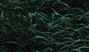 Preview wallpaper grass, drops, macro, dew, wet