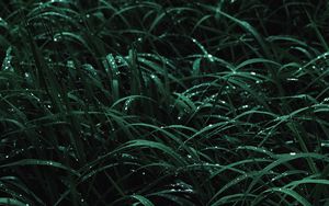 Preview wallpaper grass, drops, macro, dew, wet