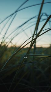 Preview wallpaper grass, drops, macro, plant, evening