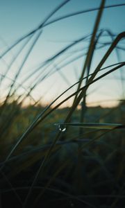Preview wallpaper grass, drops, macro, plant, evening