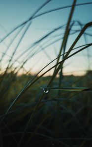 Preview wallpaper grass, drops, macro, plant, evening