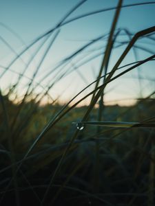 Preview wallpaper grass, drops, macro, plant, evening