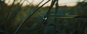 Preview wallpaper grass, drops, macro, plant, evening
