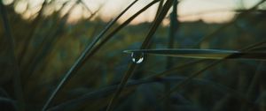 Preview wallpaper grass, drops, macro, plant, evening