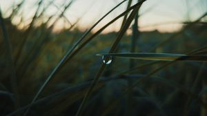 Preview wallpaper grass, drops, macro, plant, evening