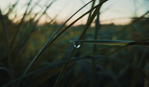 Preview wallpaper grass, drops, macro, plant, evening