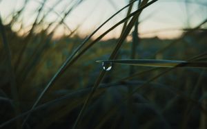 Preview wallpaper grass, drops, macro, plant, evening