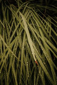 Preview wallpaper grass, drops, macro, wet, dew