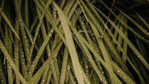 Preview wallpaper grass, drops, macro, wet, dew