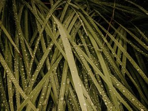 Preview wallpaper grass, drops, macro, wet, dew