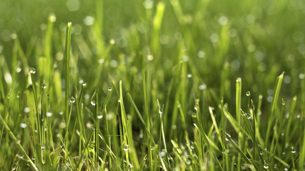 Wallpaper grass, drops, macro, green, plant
