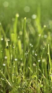 Preview wallpaper grass, drops, macro, green, plant