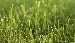 Preview wallpaper grass, drops, macro, green, plant