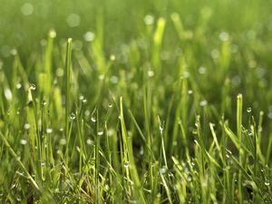 Preview wallpaper grass, drops, macro, green, plant