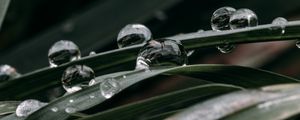 Preview wallpaper grass, drops, macro, dew, water