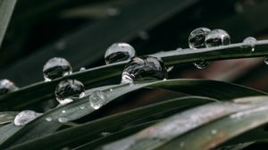 Preview wallpaper grass, drops, macro, dew, water