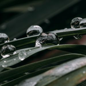 Preview wallpaper grass, drops, macro, dew, water