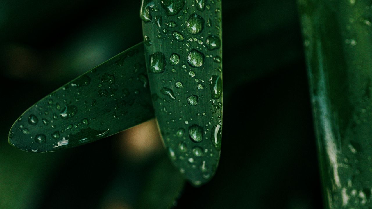 Wallpaper grass, drops, macro, wet, green