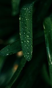 Preview wallpaper grass, drops, macro, wet, green
