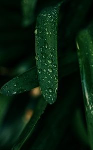 Preview wallpaper grass, drops, macro, wet, green