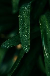 Preview wallpaper grass, drops, macro, wet, green