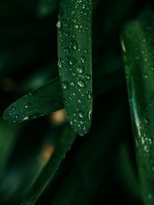 Preview wallpaper grass, drops, macro, wet, green