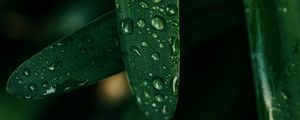 Preview wallpaper grass, drops, macro, wet, green