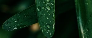 Preview wallpaper grass, drops, macro, wet, green