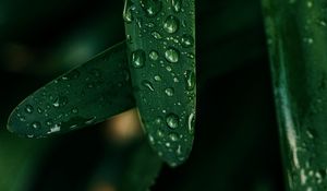 Preview wallpaper grass, drops, macro, wet, green