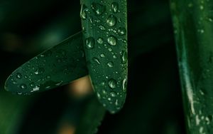 Preview wallpaper grass, drops, macro, wet, green