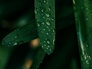 Preview wallpaper grass, drops, macro, wet, green