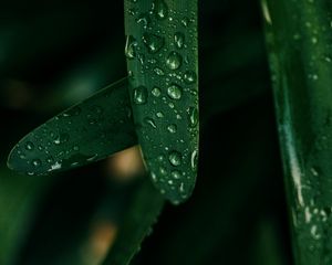 Preview wallpaper grass, drops, macro, wet, green
